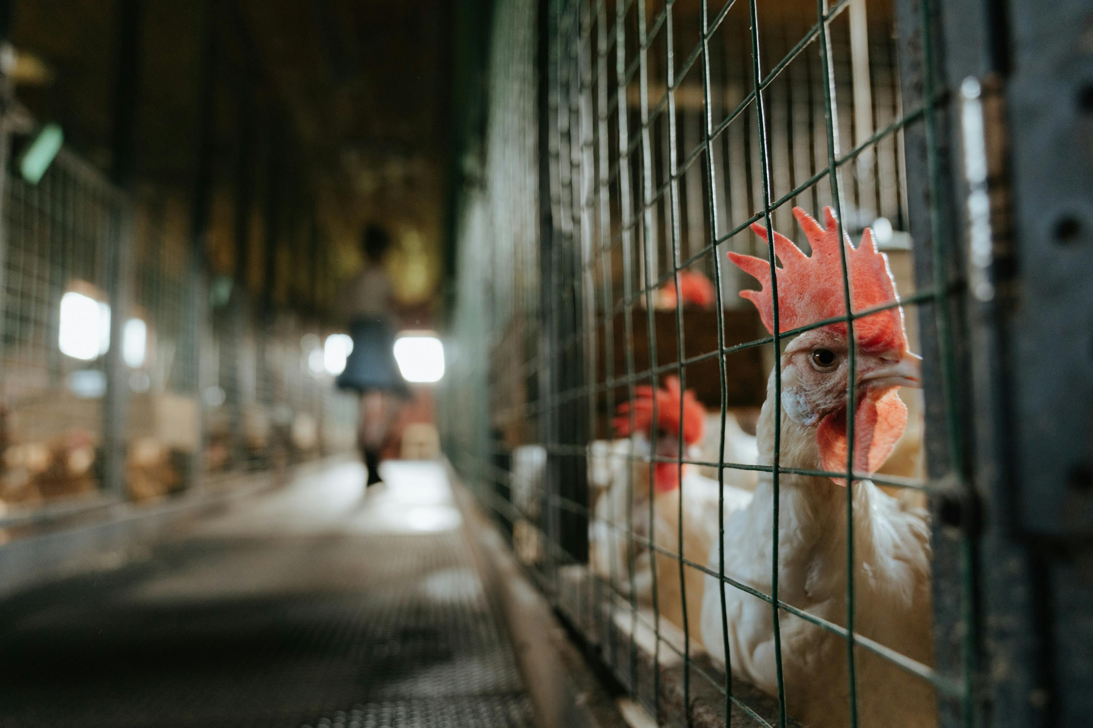 Broiler farm