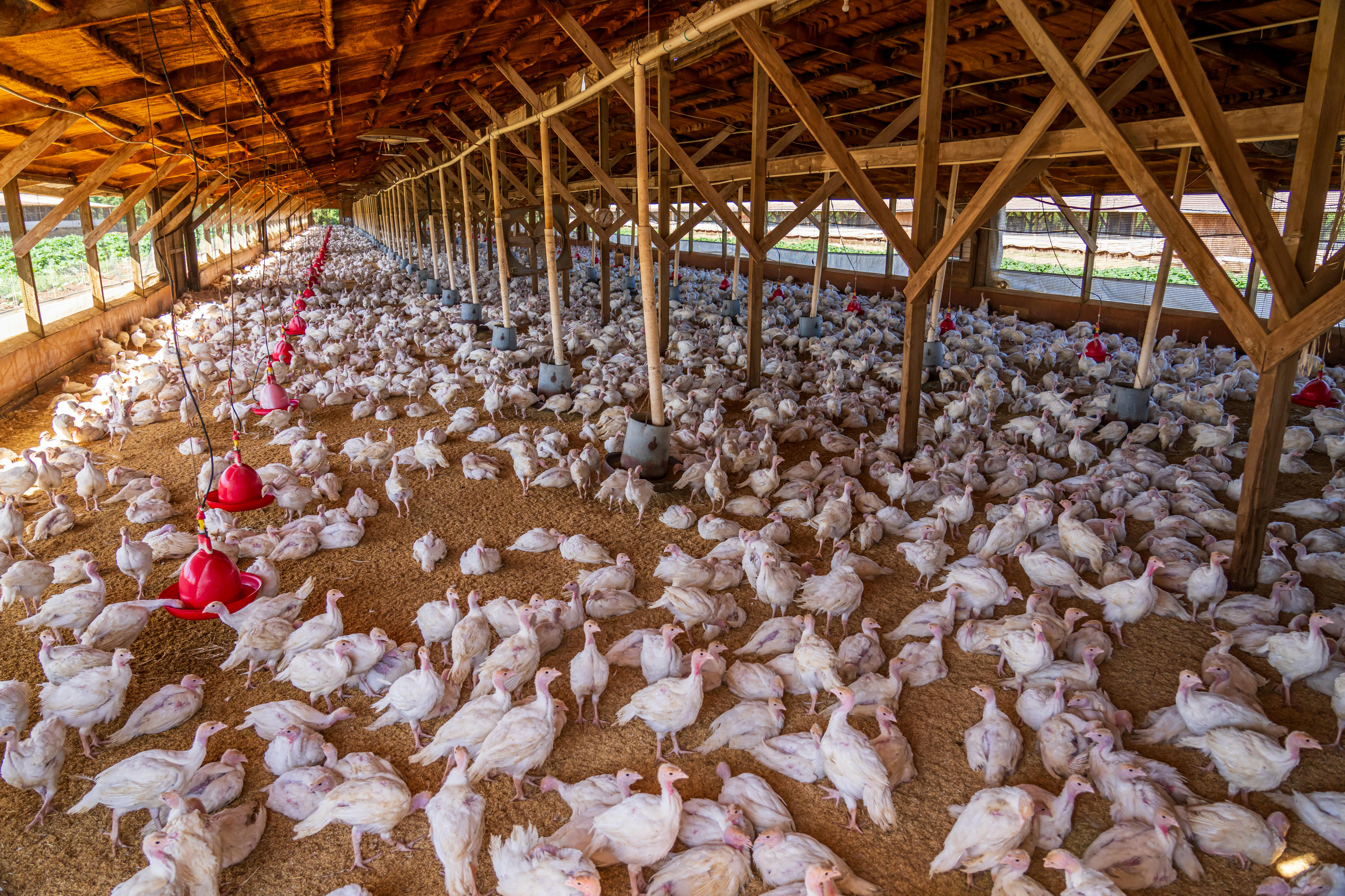 Breeder farm
